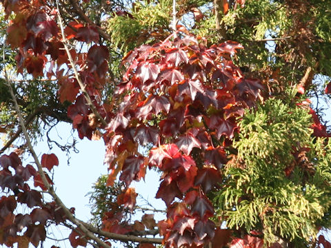 Parthenocissus tricuspidata