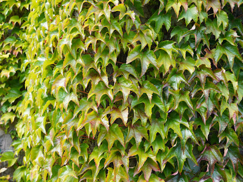 Parthenocissus tricuspidata