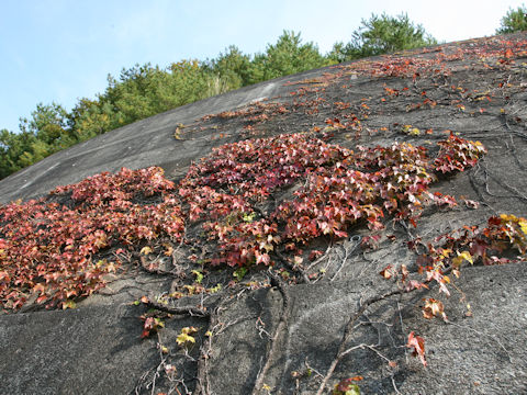 Parthenocissus tricuspidata