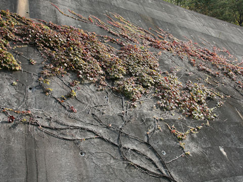 Parthenocissus tricuspidata