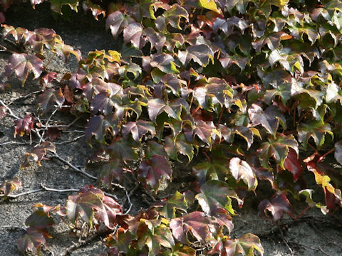 Parthenocissus tricuspidata