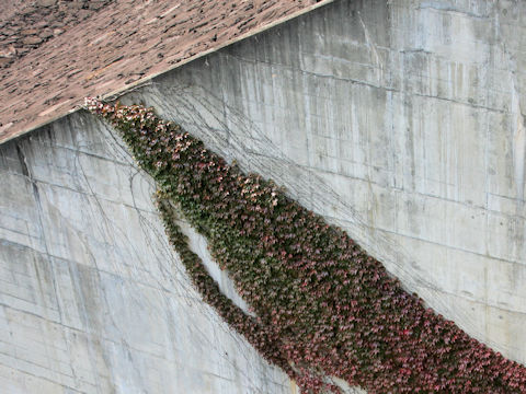 Parthenocissus tricuspidata