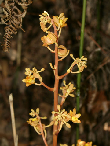 Galeola septentrionalis