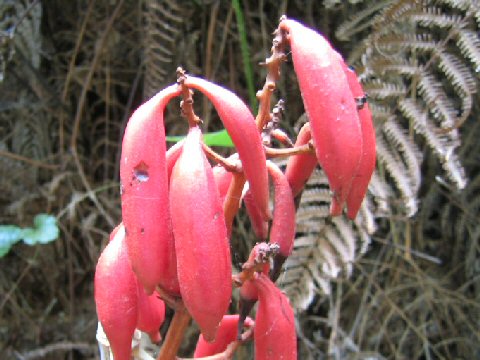 Galeola septentrionalis