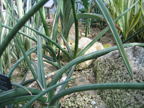 Sansevieria stuckyi