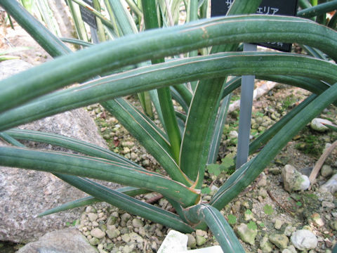 Sansevieria stuckyi