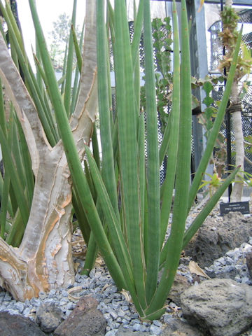 Sansevieria stuckyi