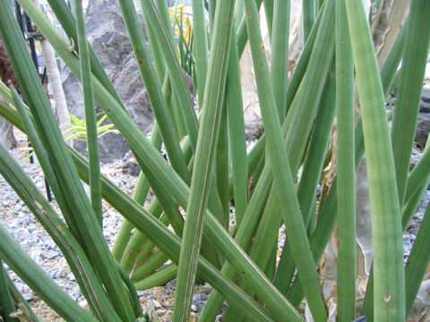 Sansevieria stuckyi