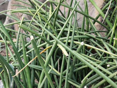 Sansevieria stuckyi