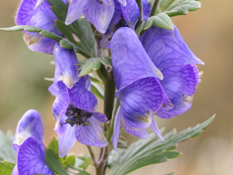 Aconitum tsukubense