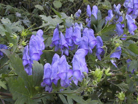 Aconitum tsukubense