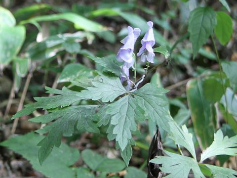 Aconitum tsukubense