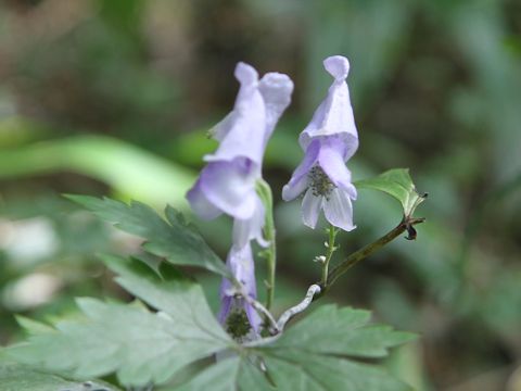 Aconitum tsukubense