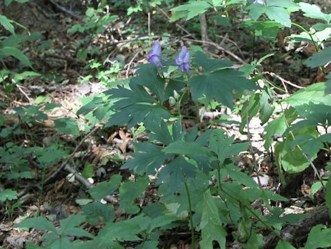 Aconitum tsukubense