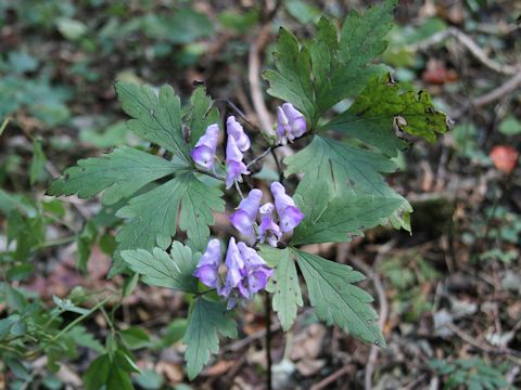 Aconitum tsukubense