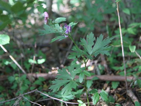 Aconitum tsukubense