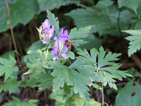 Aconitum tsukubense