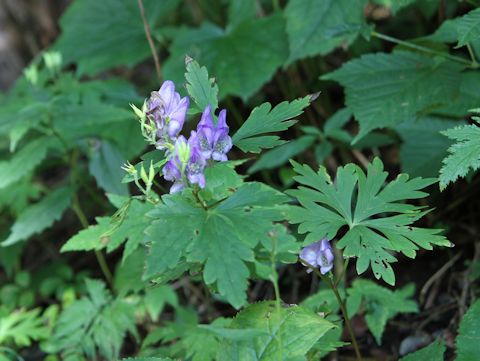 Aconitum tsukubense