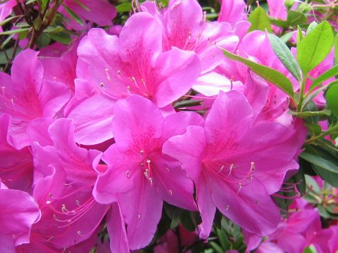 Rhododendron cv. Hirado