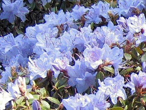Rhododendron cv. Blue Diamond