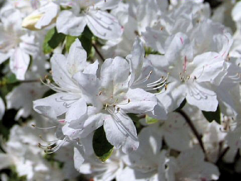 Rhododendron cv.