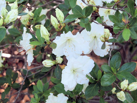 Rhododendron cv.