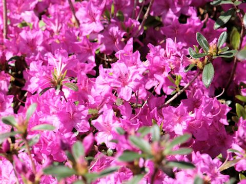 Rhododendron cv.