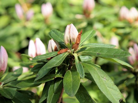 Rhododendron cv.