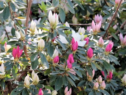 Rhododendron cv.