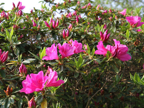 Rhododendron cv.