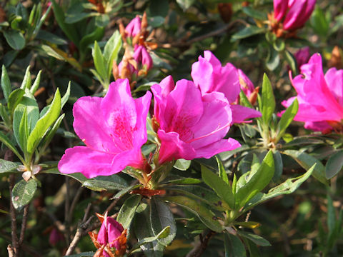 Rhododendron cv.