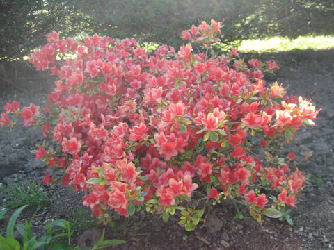 Rhododendron cv.