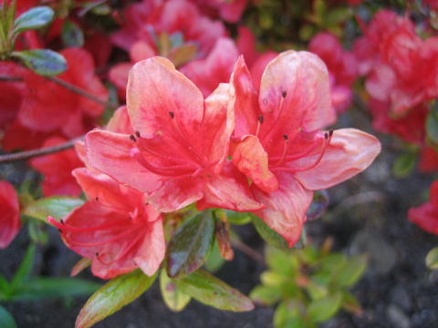 Rhododendron cv.