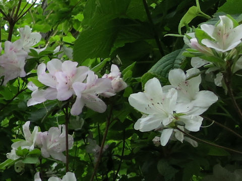 Rhododendron cv.