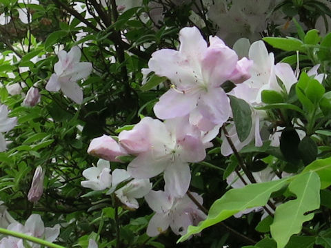 Rhododendron cv.