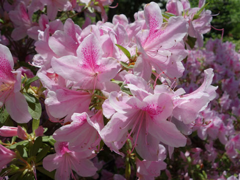 Rhododendron cv.