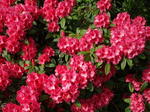 Rhododendron cv.