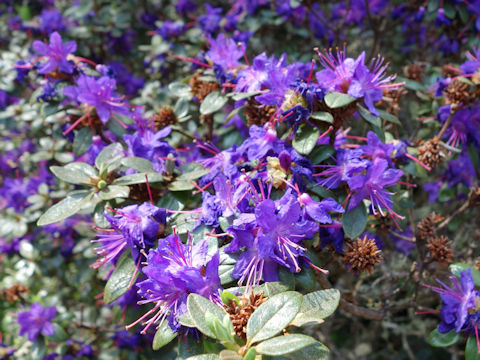 Rhododendron cv.