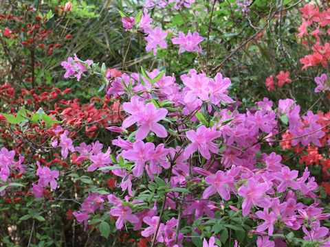 Rhododendron cv.