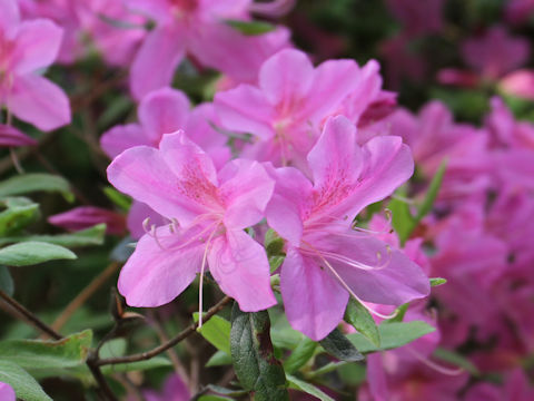 Rhododendron cv.