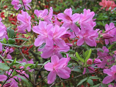 Rhododendron cv.