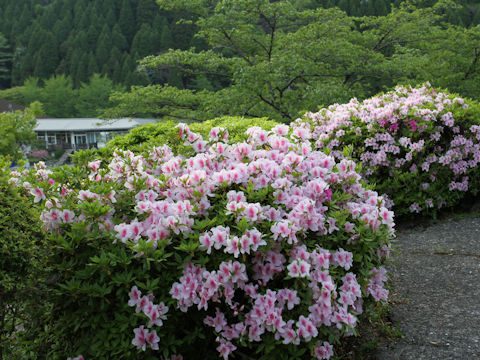 Rhododendron cv.