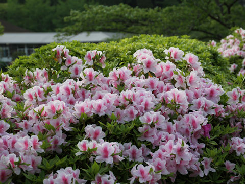 Rhododendron cv.