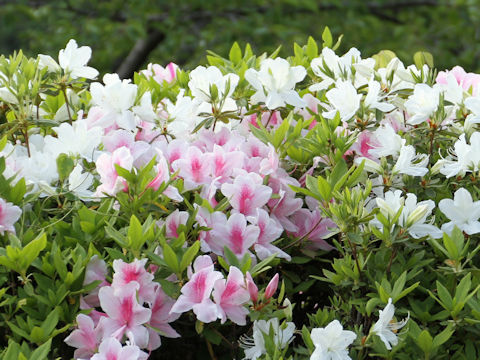 Rhododendron cv.