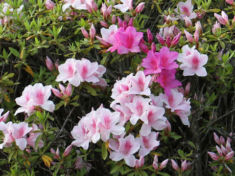 Rhododendron cv.