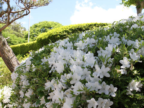 Rhododendron cv.