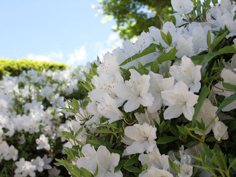 Rhododendron cv.