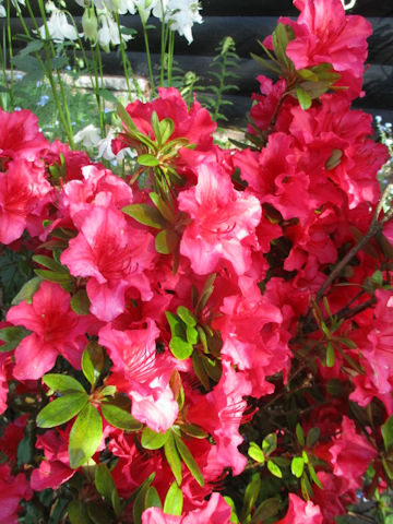 Rhododendron cv.