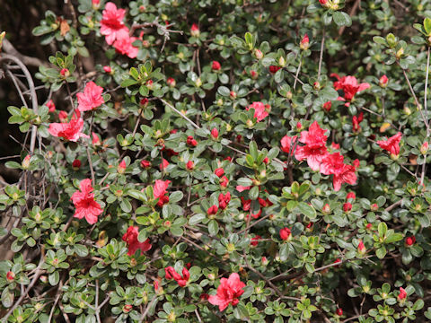 Rhododendron cv.