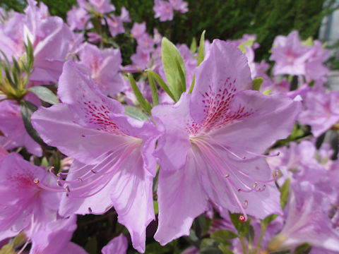 Rhododendron cv.